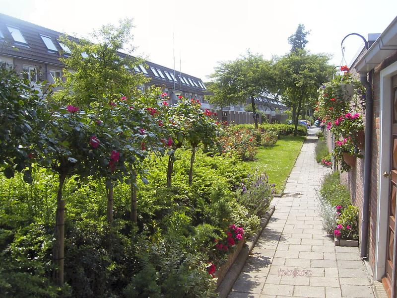 09-06-2005 aan de achterkant van de molencatensingel thv:52 binnenplaats.is het prachtig om de rozen die in bloei staan zien.