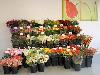 07-04-2011 Opening Bonne Fleur Bloemen en planten oudewatering 184 beverwaard