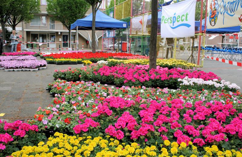 19-05-2009 opzoomer plantjes worden weer uitgereikt op het slangenburgplein beverwaard