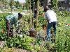 12-06-2010 complex52 tropische tuin aanplanten van nieuwe plantjes en onkruit verwijderen eckartstraat/amstenradenhoek/maurickerf beverwaard