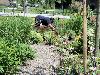 12-06-2010 complex52 tropische tuin aanplanten van nieuwe plantjes en onkruit verwijderen eckartstraat/amstenradenhoek/maurickerf beverwaard