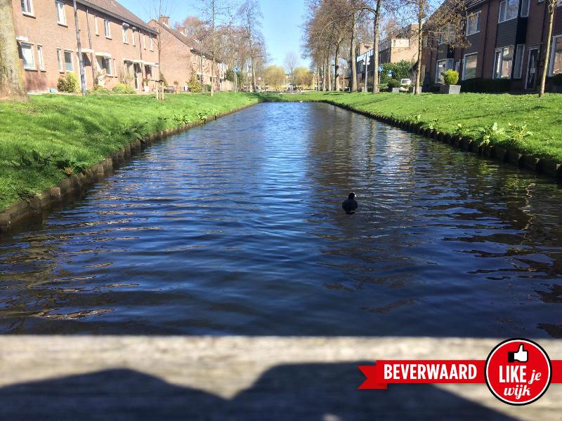 likejewijk 2017met duim of met logo beverwaard......DE FOTO