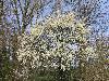 | lente kriebels bomen en struiken komen in bloei beverwaard 