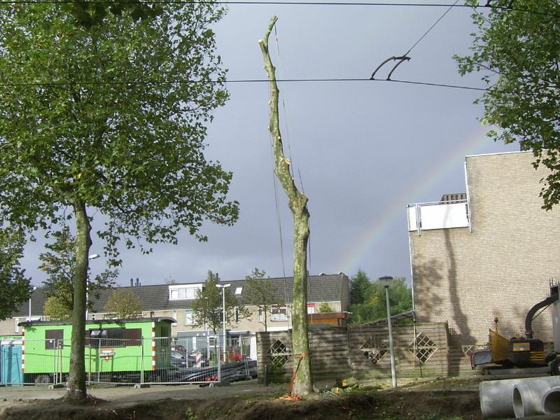 29-09-2004 deze 3 bomen moeten weg voor de noord/zuid verbinding. de middelste is al bijna weg.
