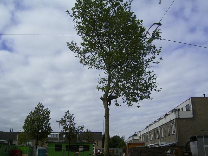 29-09-2004 hier is de boom al voor de helft afgezaagd.