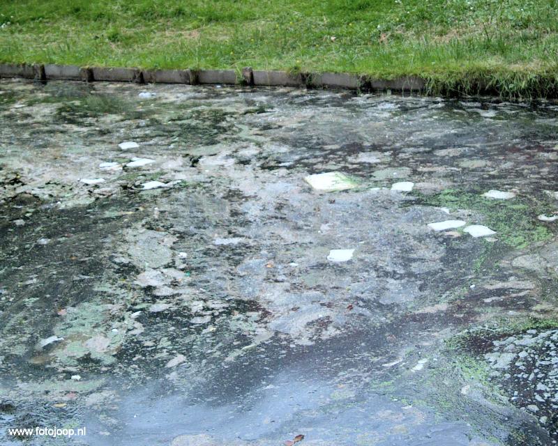 09-06-2007 foto van vervuiling van de rhijnauwensingel van friettuurvet waardoor de eenden vervuild zijn geworden in de beverwaard