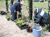 16-05-2009 aanplanten  van plantjes complex52 door buurtbewoners van de eckartstraat-amstenradenhoek-maurickerf beverwaard