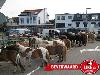 25-06-2014 paardenmarkt oudijsselmonde.bron:likejewijk