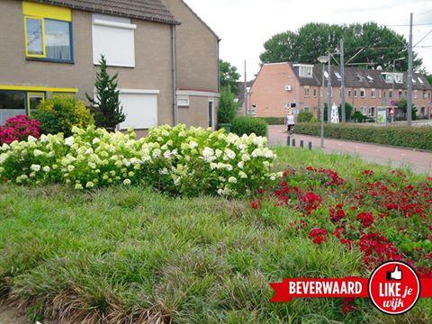 likejewijk foto
