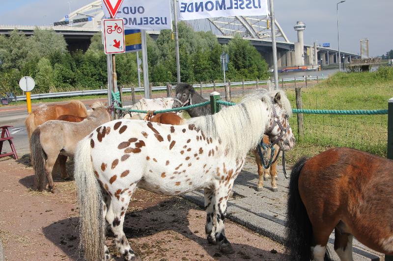 27t/m30-06-2018 foto paardenmarkt oud ijsselmonde