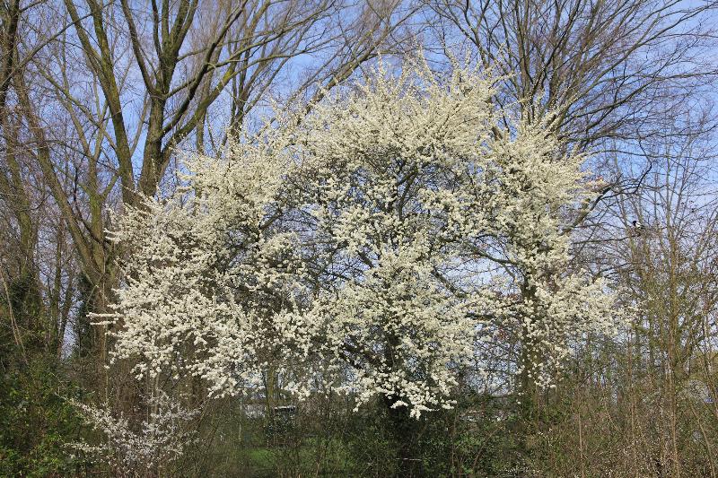 | lente kriebels bomen en struiken komen in bloei beverwaard 