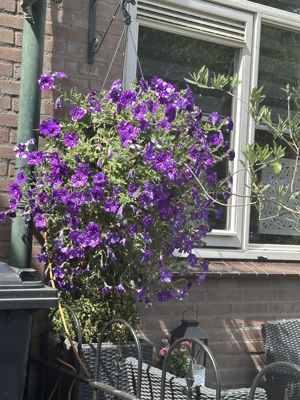 Foto 355 uit Rondje Beverwaard 2026