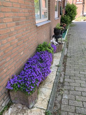 Foto 277 uit StratenBEVERWAARD