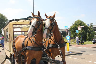 Foto 41 uit Paardenmarkt 2018