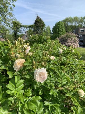 Foto 234 uit Rondje Beverwaard 2026