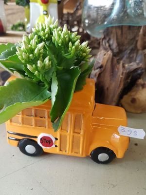 Foto 49 uit NeelyshaBloemen