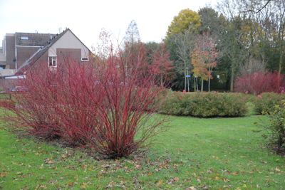 Foto 143 uit Herfst In Beverwaard