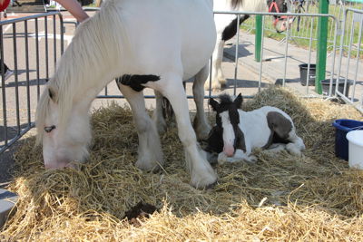 Foto 34 uit Paardenmarkt 2018