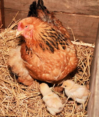 Foto 17 uit Sinterklaas 2009B.W