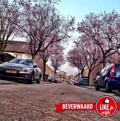 Foto 527 uit LIKEJEWIJK FOTO'S_2