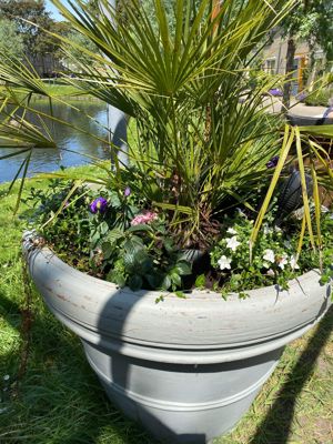 Foto 8 uit AlerdinksingelPlanten