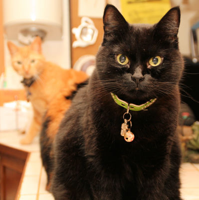 Foto 12 uit Coendersburchdam