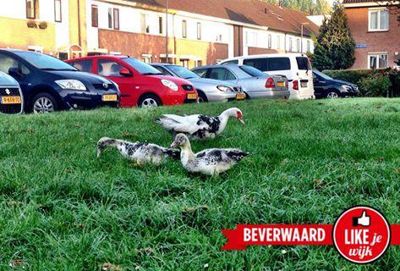 Foto 92 uit LIKEJEWIJK FOTO'S_2