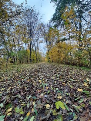 Foto 82 uit Herfst In Beverwaard