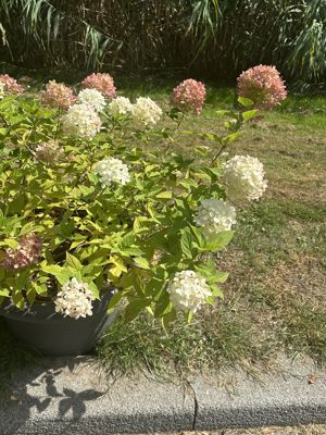 Foto 370 uit Rondje Beverwaard 2026