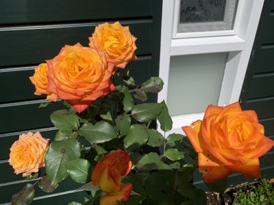 Foto 305 uit Rondje Beverwaard 2026