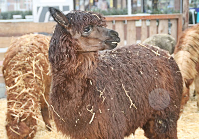 Foto 7 uit Sinterklaas 2009B.W