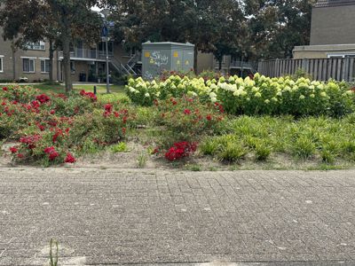 Foto 284 uit Rondje Beverwaard 2026