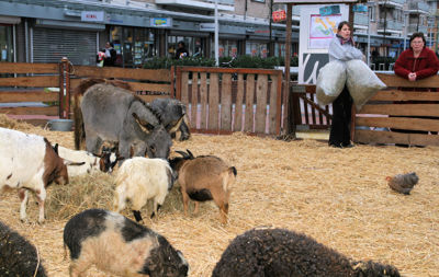 Foto 10 uit Sinterklaas 2009B.W