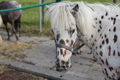 Foto 6 uit Paardenmarkt 2018