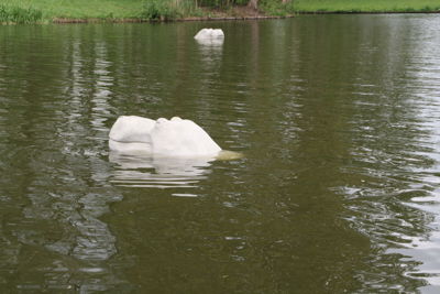 Foto 114 uit Stormpolder30_4-10