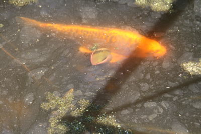 Foto 100 uit Bruiloft-Beverwaard