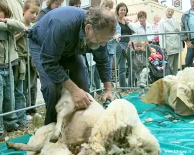 Foto 49 uit Paardenmarkt new07