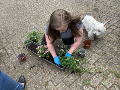 Foto 12 uit PlantenAlerdincksingel