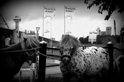 Foto 22 uit Paardenmarkt29-6