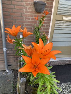 Foto 320 uit Rondje Beverwaard 2026