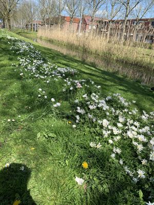 Foto 473 uit Rondje Beverwaard 2026