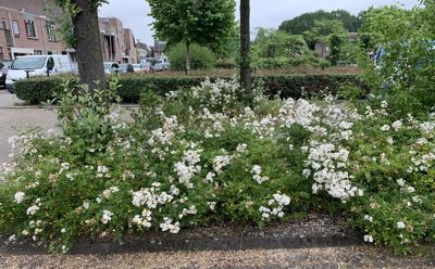 Foto 72 uit Rondje Beverwaard 2026