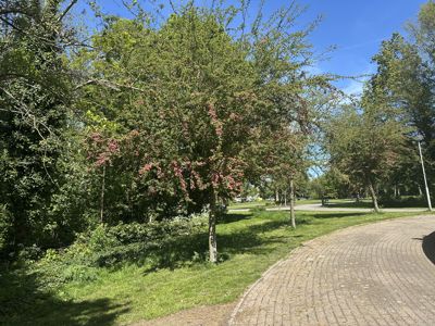 Foto 220 uit Rondje Beverwaard 2026