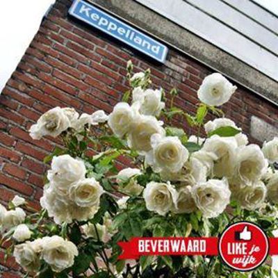 Foto 72 uit LIKEJEWIJK FOTO'S