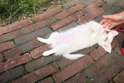 Foto 310 uit TropischeTuin 2017