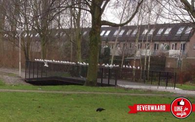 Foto 398 uit LIKEJEWIJK FOTO'S_2