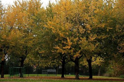 Foto 78 uit Herfst In Beverwaard