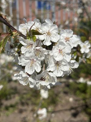 Foto 261 uit Rondje Beverwaard 2026