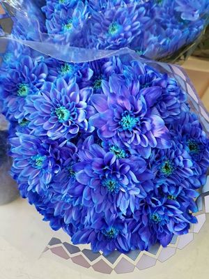 Foto 337 uit NeelyshaBloemen