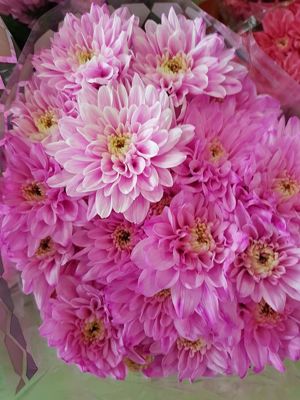 Foto 125 uit NeelyshaBloemen